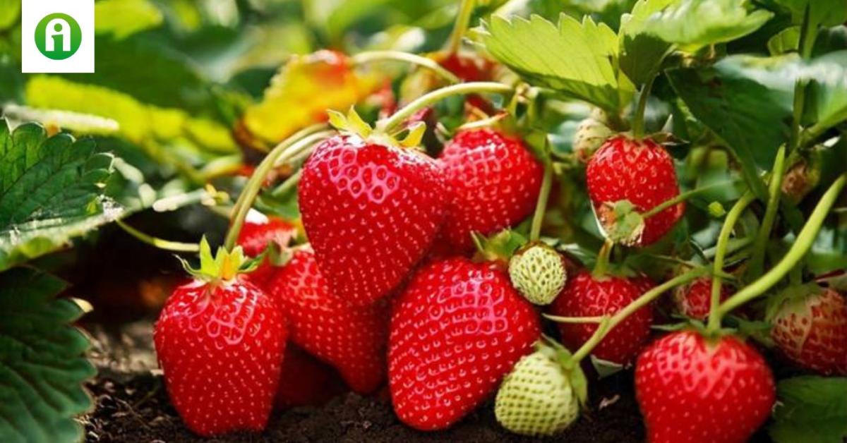 Így védi meg a metélőhagyma az epret a kártevőktől Így védi meg a metélőhagyma az epret a kártevőktől