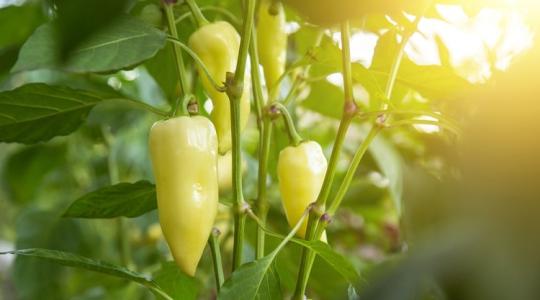 Ezt a 4 növényt ültesd a paprika mellé és csodás lesz a termés!