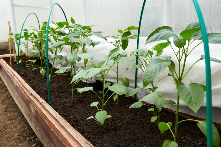 paprika