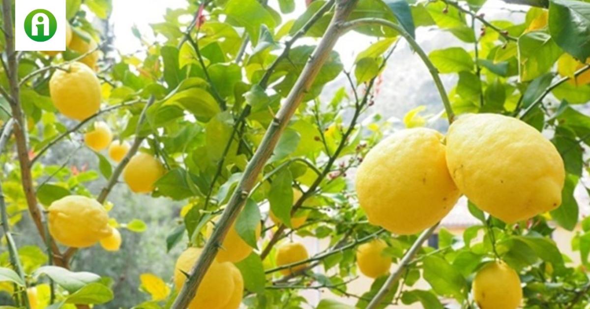 Citromfa a kertben: ezért nem terem a magról nevelt példány Citromfa a kertben: ezért nem terem a magról nevelt példány