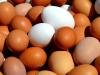 Brüsszel behúzza a féket: új korlátok az ukrán agrárexportra