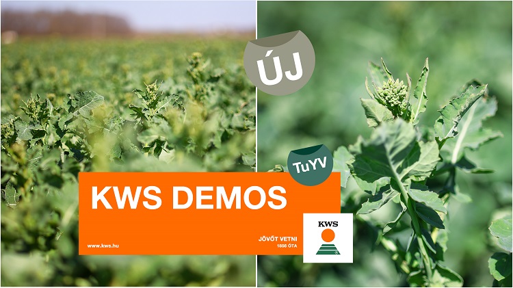 kws demos