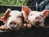 Új korszak kezdődik az állategészségügyben: fókuszban az antibiotikum-használat visszaszorítása