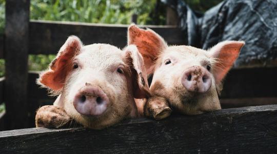 Új korszak kezdődik az állategészségügyben: fókuszban az antibiotikum-használat visszaszorítása