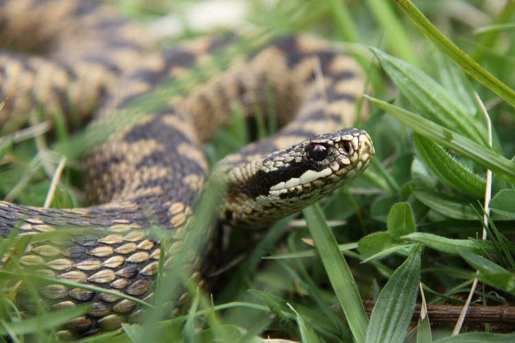 parlagi vipera keresztes vipera