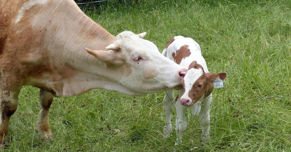Látványosan megugrott a vágómarha ára Látványosan megugrott a vágómarha ára