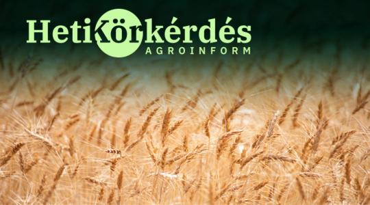 Mi újság a kalászosokban? – Heti Körkérdés