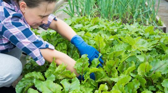 Innovatívak, takarékosak, zöldek – ilyenek a női agrárvállalkozások Innovatívak, takarékosak, zöldek – ilyenek a női agrárvállalkozások
