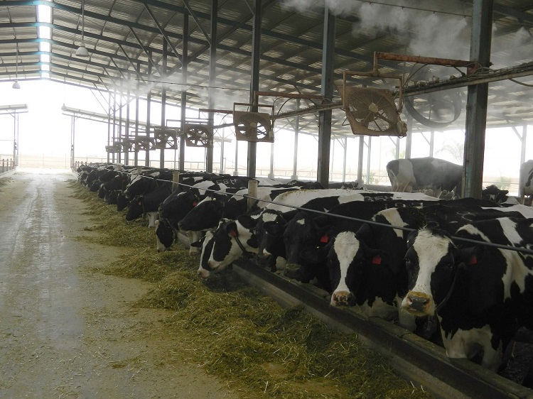 bonafarm