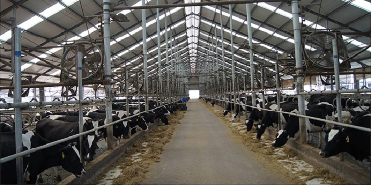 bonafarm