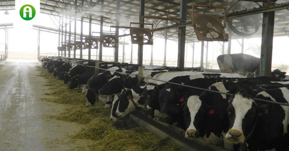 A hőstresszt komolyan kell venni! Így előzheted meg, hogy visszaessen a tejtermelés A hőstresszt komolyan kell venni! Így előzheted meg, hogy visszaessen a tejtermelés