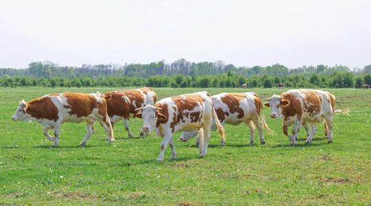 Száj- és körömfájás: közeleg a járványügyi korlátozások vége