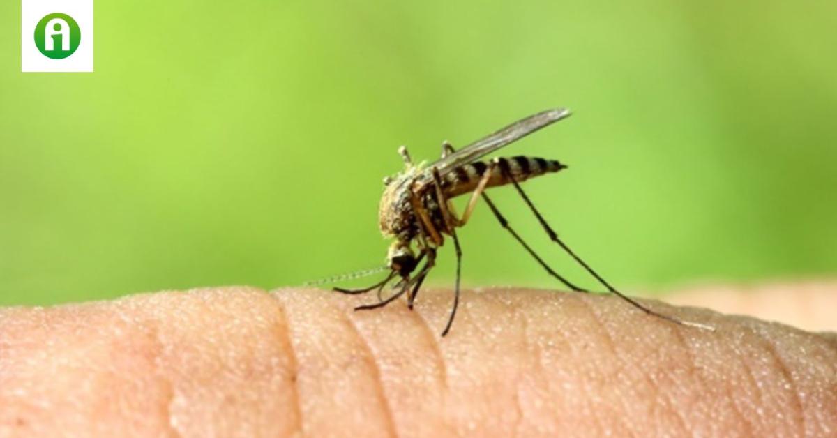 8 tipp a vérszívók elleni védekezéshez, ami tényleg működik