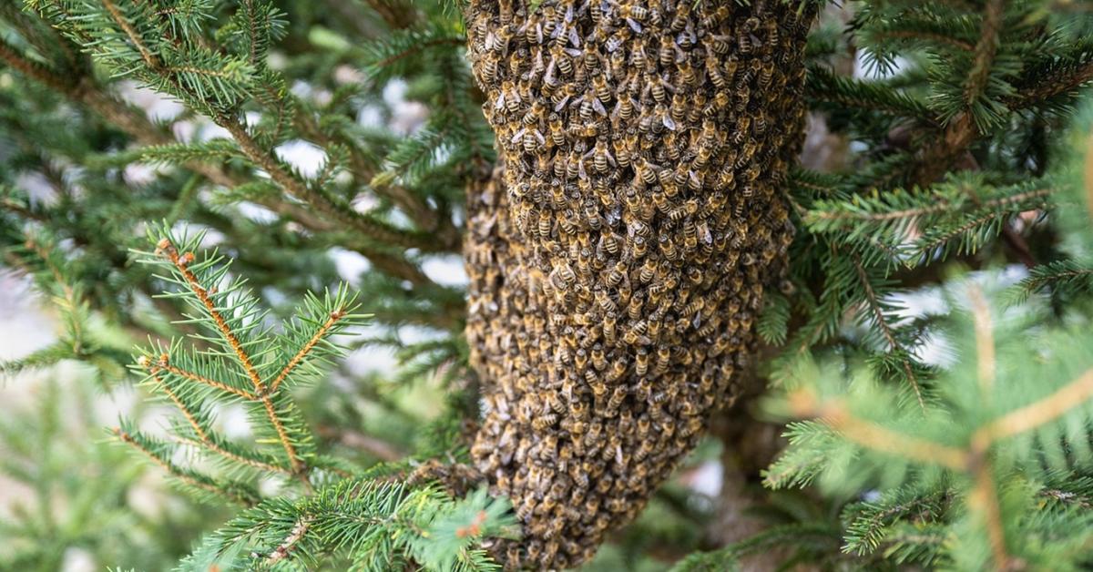 Így szerezhetsz méhcsaládot ingyen: nem kell hozzá szakembernek lenned