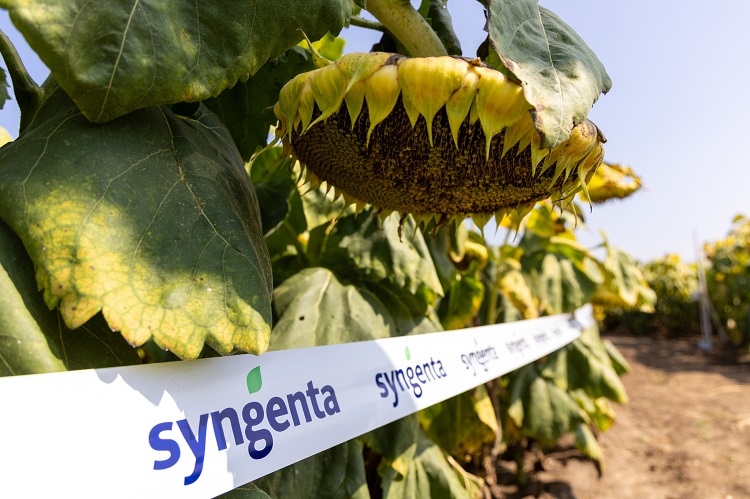 syngenta