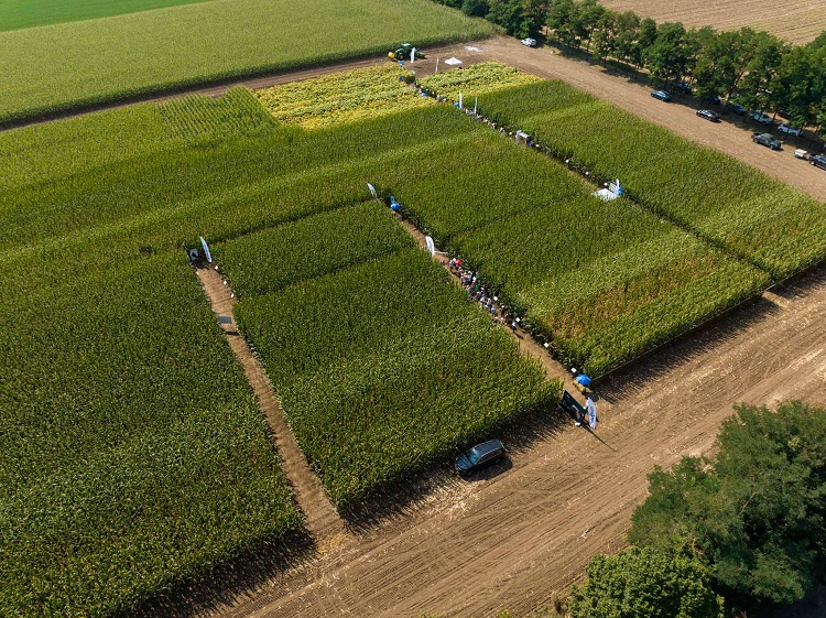 syngenta