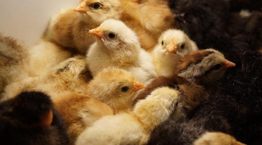 Természetes alternatívák: így helyettesítheted az antibiotikumot csirkéknél