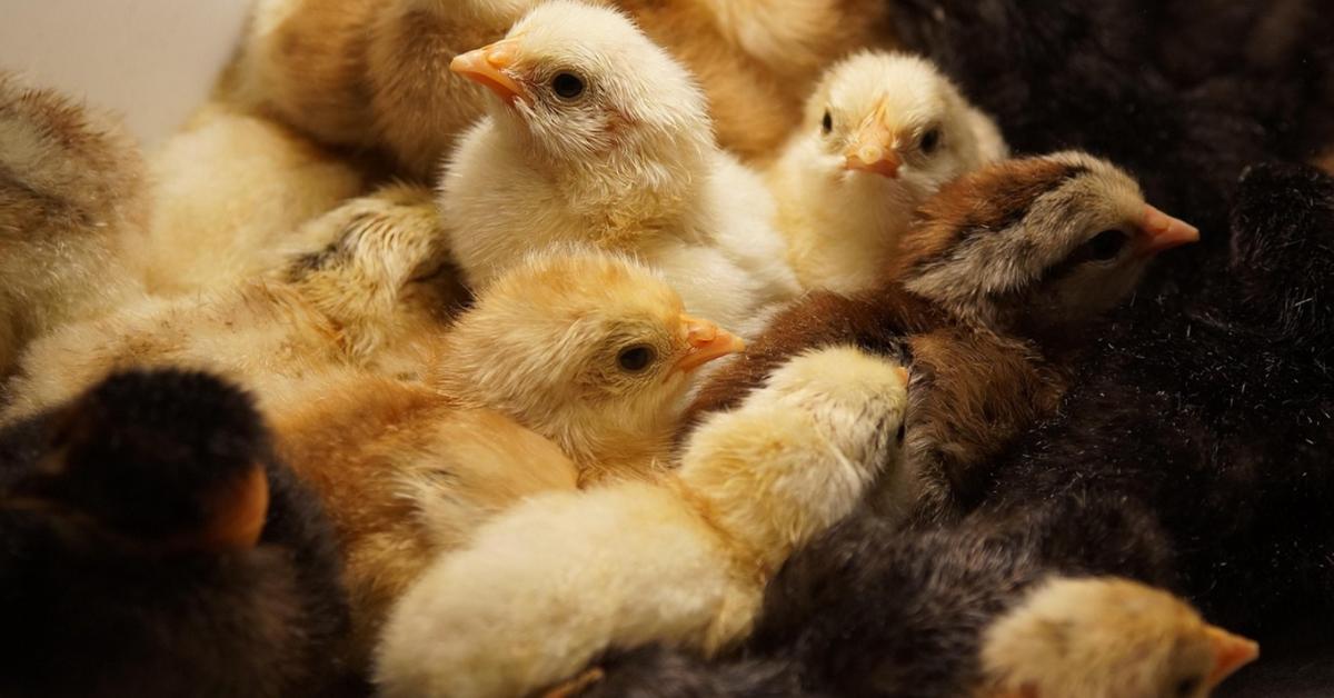 Természetes alternatívák: így helyettesítheted az antibiotikumot csirkéknél Természetes alternatívák: így helyettesítheted az antibiotikumot csirkéknél