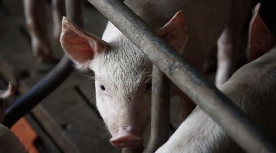 Aggódsz, hogy a takarmánnyal terjed-e a száj- és körömfájás? Aggódsz, hogy a takarmánnyal terjed-e a száj- és körömfájás?