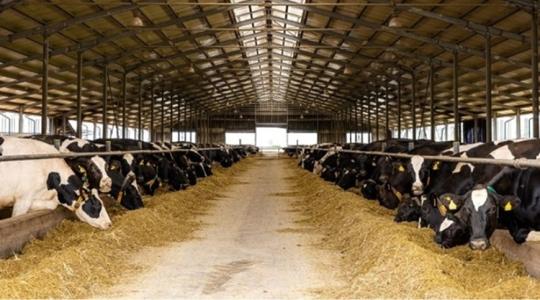Tej-cunami Romániában: 150 millió literes éves termelést terveznek Tej-cunami Romániában: 150 millió literes éves termelést terveznek