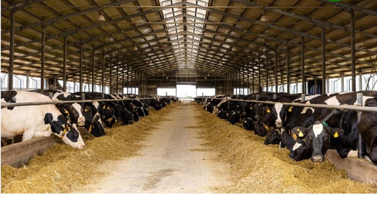 Tej-cunami Romániában: 150 millió literes éves termelést terveznek