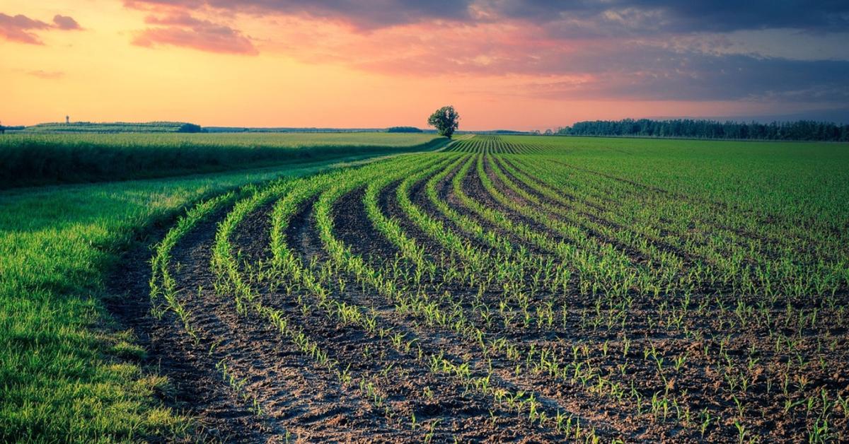 Új lendületet kaphat a martonvásári nemesítés – magyar kezekben az Elitmag Új lendületet kaphat a martonvásári nemesítés – magyar kezekben az Elitmag