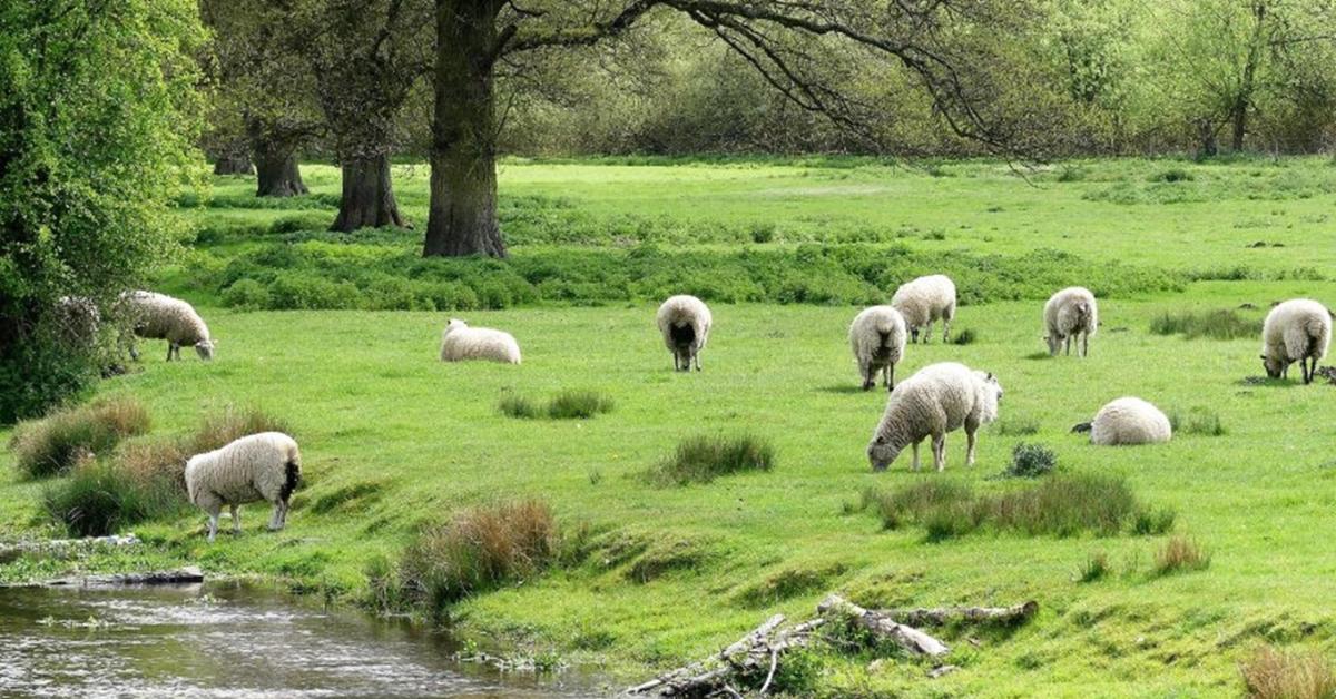 Tragédia: Ha eddig nem figyeltél a brit gazdákra, most majd fogsz! Tragédia: Ha eddig nem figyeltél a brit gazdákra, most majd fogsz!