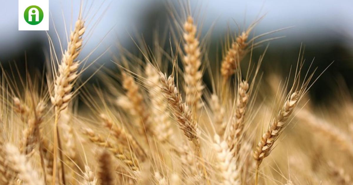 30 napos időjárás-előrejelzés: Mennyi fordulatot tartogat a június? 30 napos időjárás-előrejelzés: Mennyi fordulatot tartogat a június?