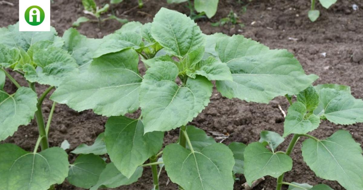 A klímaváltozás hatására a gyomproblémák is erősödnek