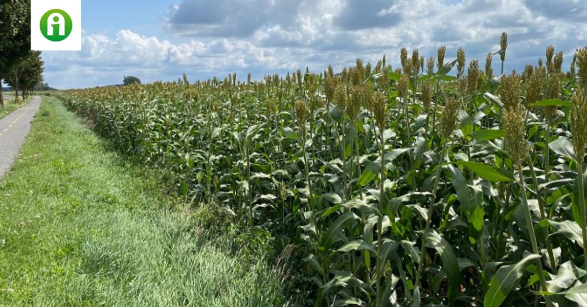 A jövő vetésforgója: 2×fű, 1×cirok – és kész a biztonságos takarmánybázis