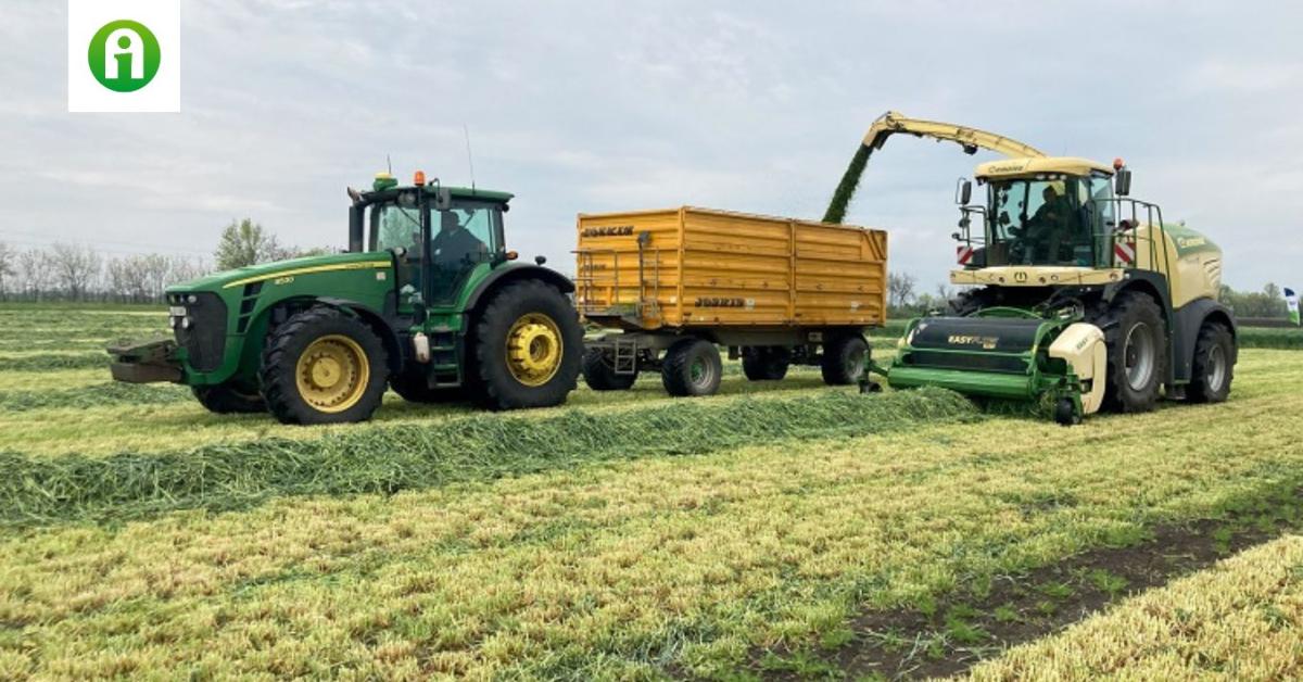 Őszi vetés, tavaszi megoldás: így segít a rozs a tejtermelőknek