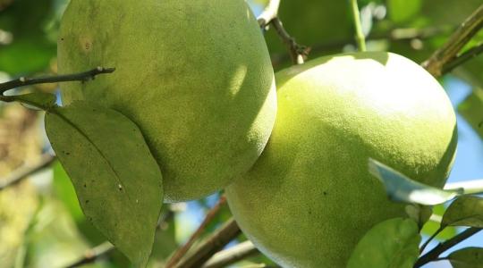 A pomelo termesztése és felhasználása – minden, amit tudni érdemes a különleges citrusféléről