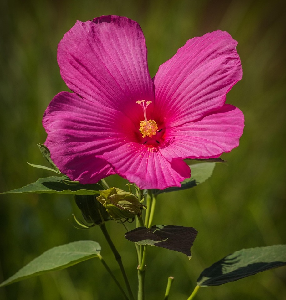 Mocsári hibiszkusz