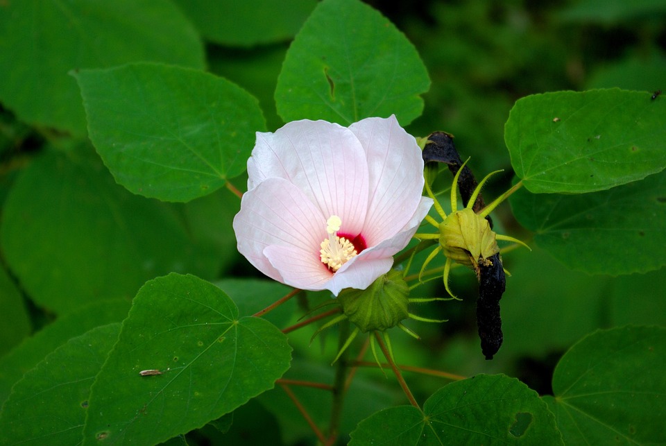 Mocsári hibiszkusz