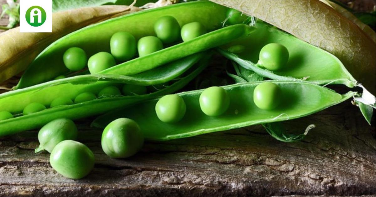 Elcsúszott a zöldborsó szezonja a hideg május miatt