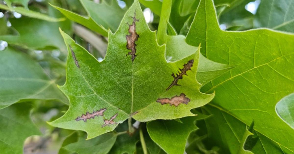 Újra terjed a platánok rettegett kórokozója
