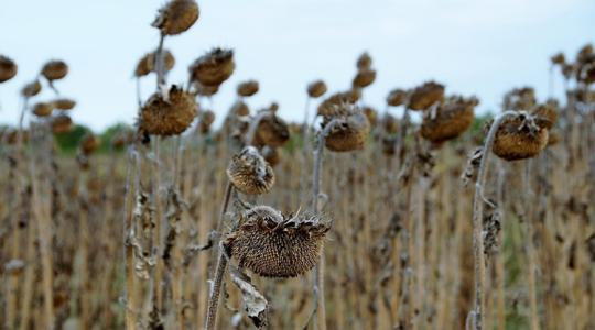 Kiderült, meddig tart az idei La Niña: Ez a mezőgazdaságra is hatással van