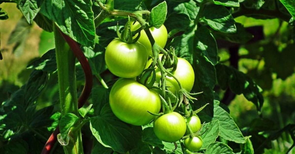 Új fejezet nyílt a növényvédelemben