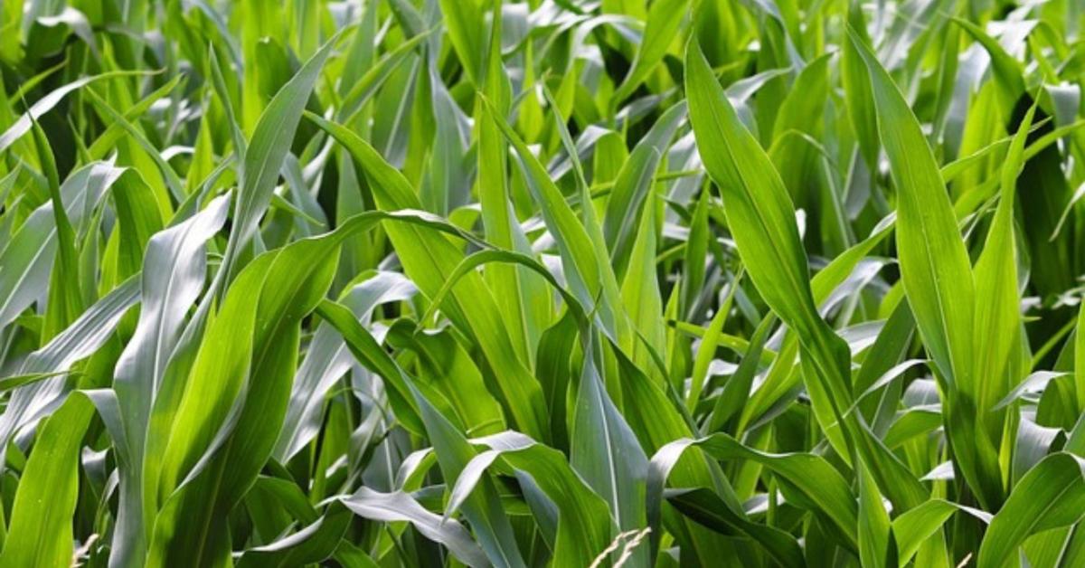 A sikeres kukoricatermesztés alapja a gyommentesség