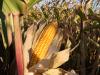 Teljes a káosz: több tonna ukrán GMO-s kukoricát kellett megsemmisíteni