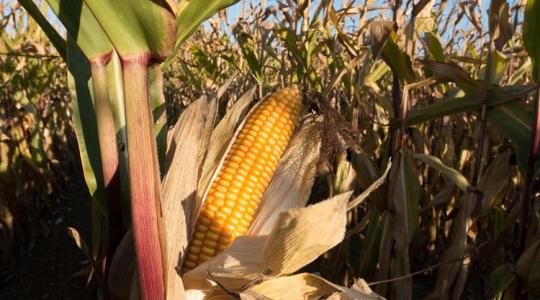 Teljes a káosz: több tonna ukrán GMO-s kukoricát kellett megsemmisíteni Teljes a káosz: több tonna ukrán GMO-s kukoricát kellett megsemmisíteni