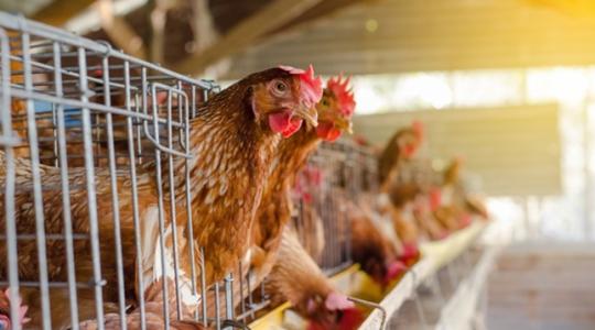 A baromfitartás eszközei, amiket érdemes beszerezni A baromfitartás eszközei, amiket érdemes beszerezni