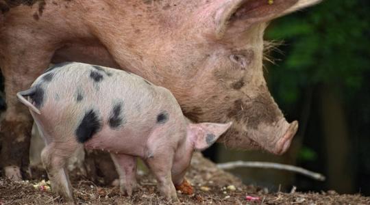 Ezt mindenki megérzi: ennyivel csökkent a sertéshús ára