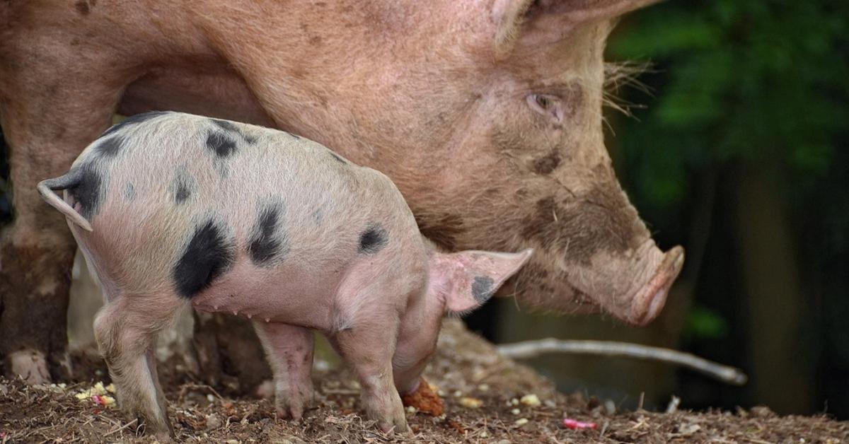 Ezt mindenki megérzi: ennyivel csökkent a sertéshús ára Ezt mindenki megérzi: ennyivel csökkent a sertéshús ára