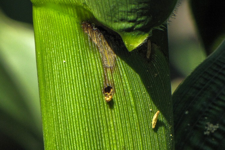 nufarm