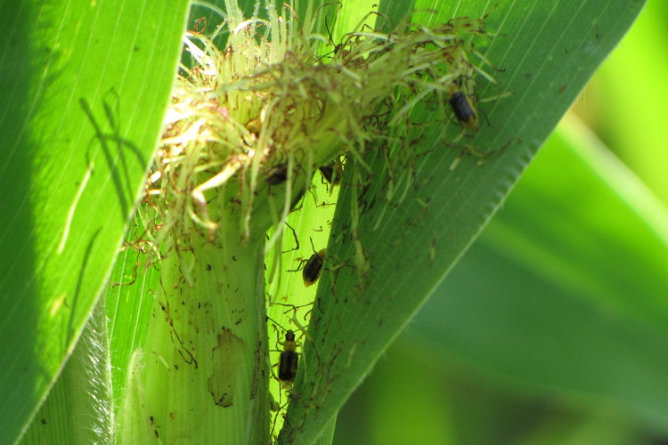 nufarm