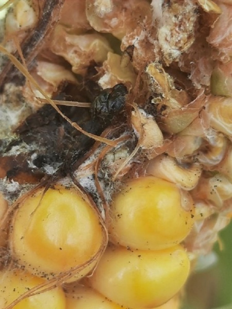 sumi-agro