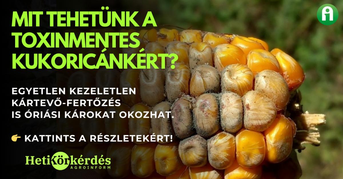 Mit tehetünk a toxinmentes kukoricánkért? – Heti Körkérdés