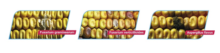 kukorica