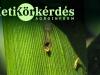 Mit tehetünk a toxinmentes kukoricánkért? – Heti Körkérdés